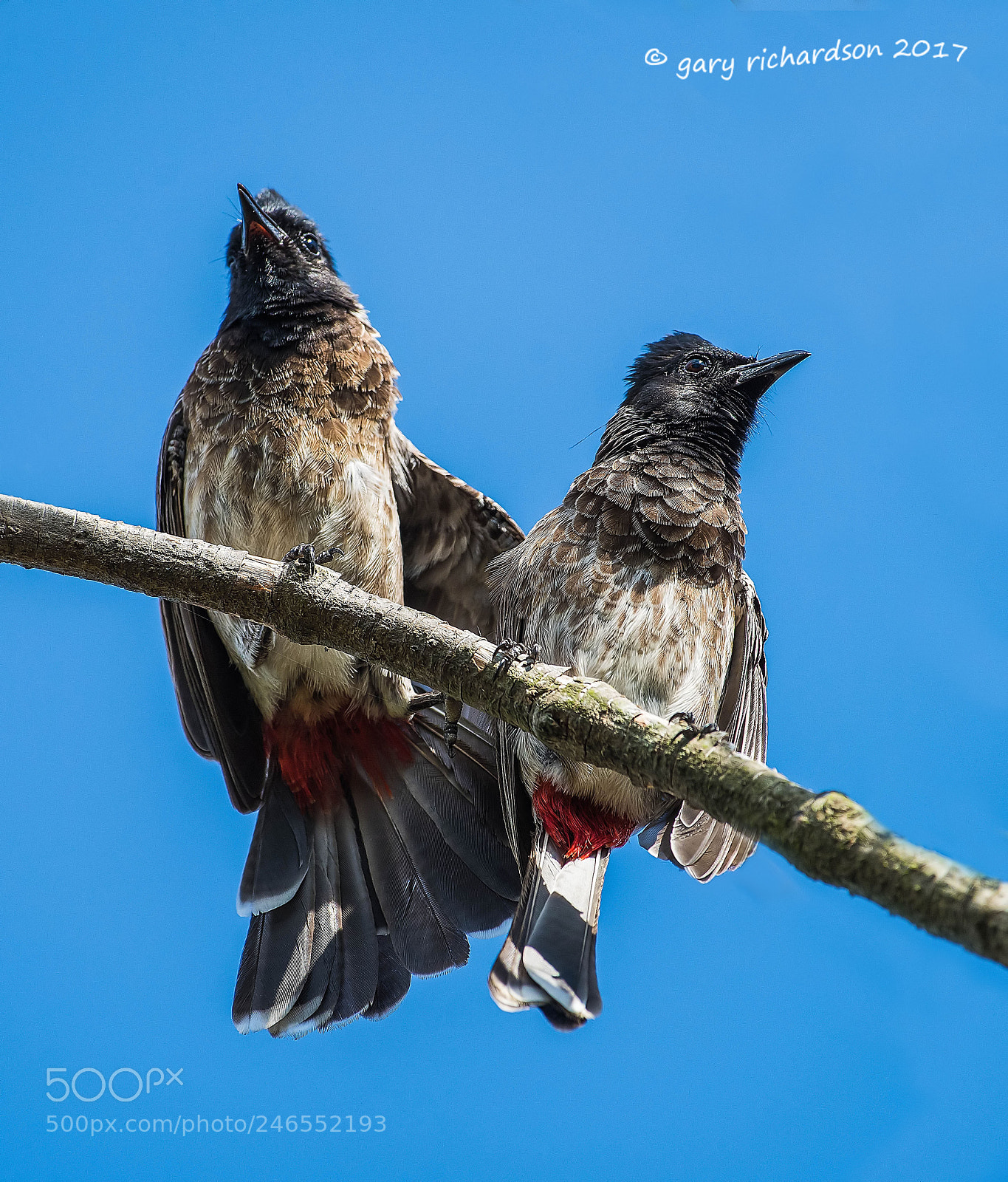Nikon D810 sample photo. Red vented bulbul sri photography