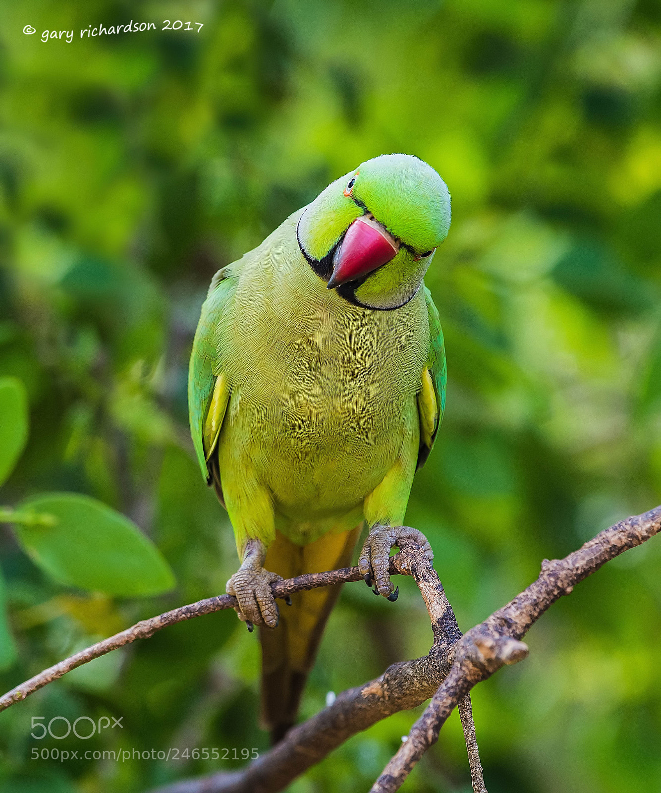 Nikon D810 sample photo. Rose ringed parakeet sri photography
