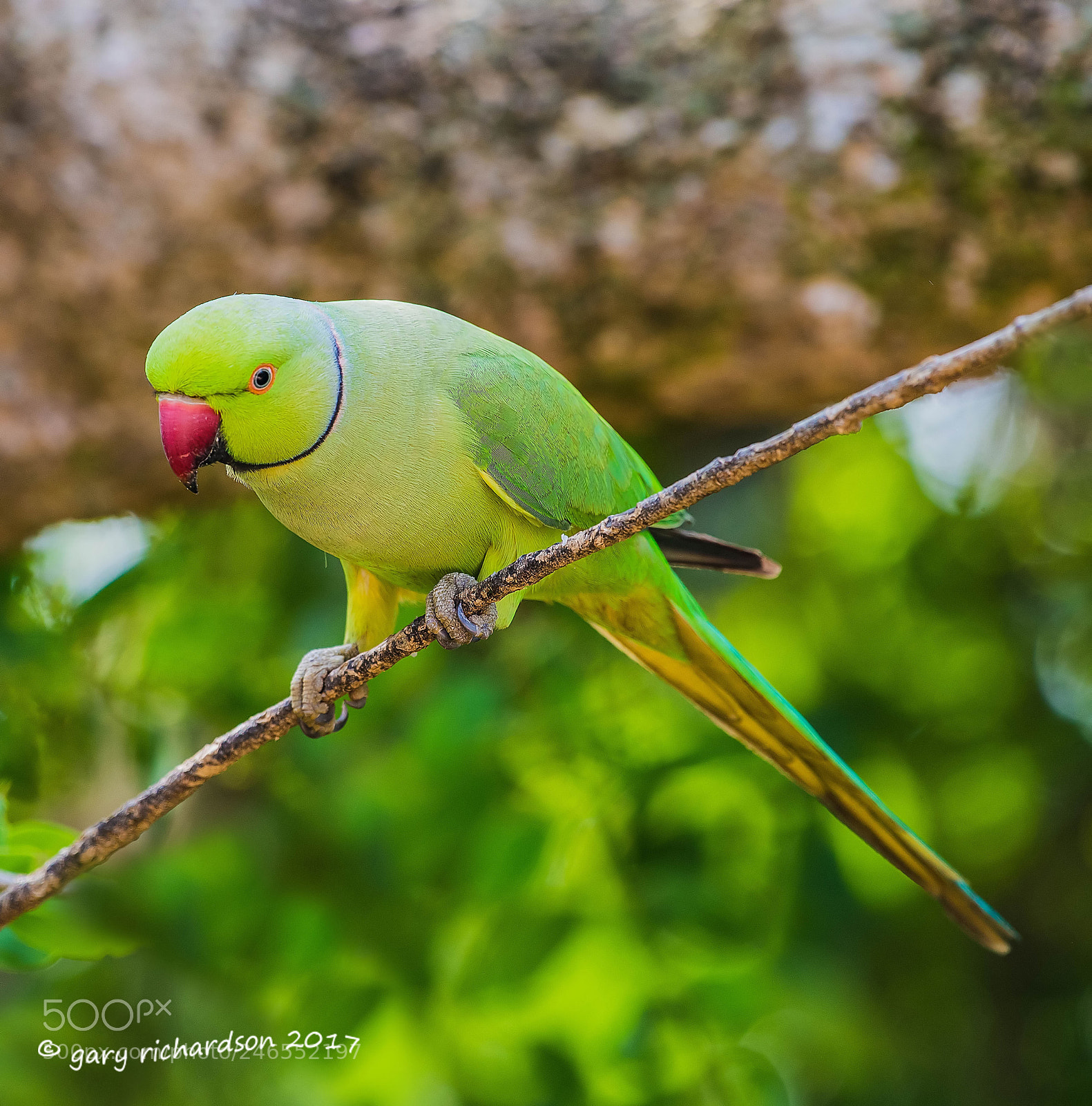 Nikon D810 sample photo. Rose ringed parakeet sri photography