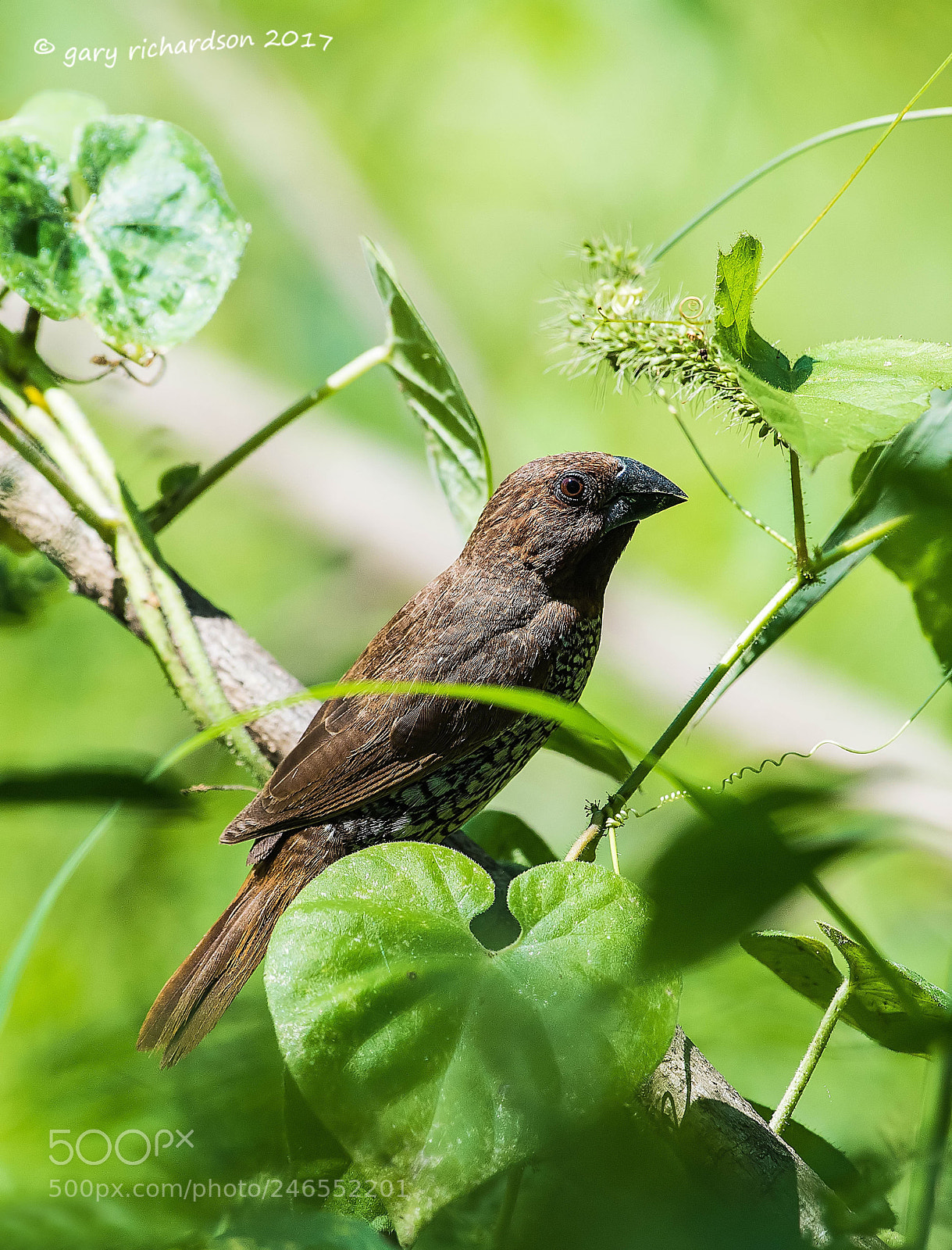 Nikon D810 sample photo. Scaly breasted munia sri photography