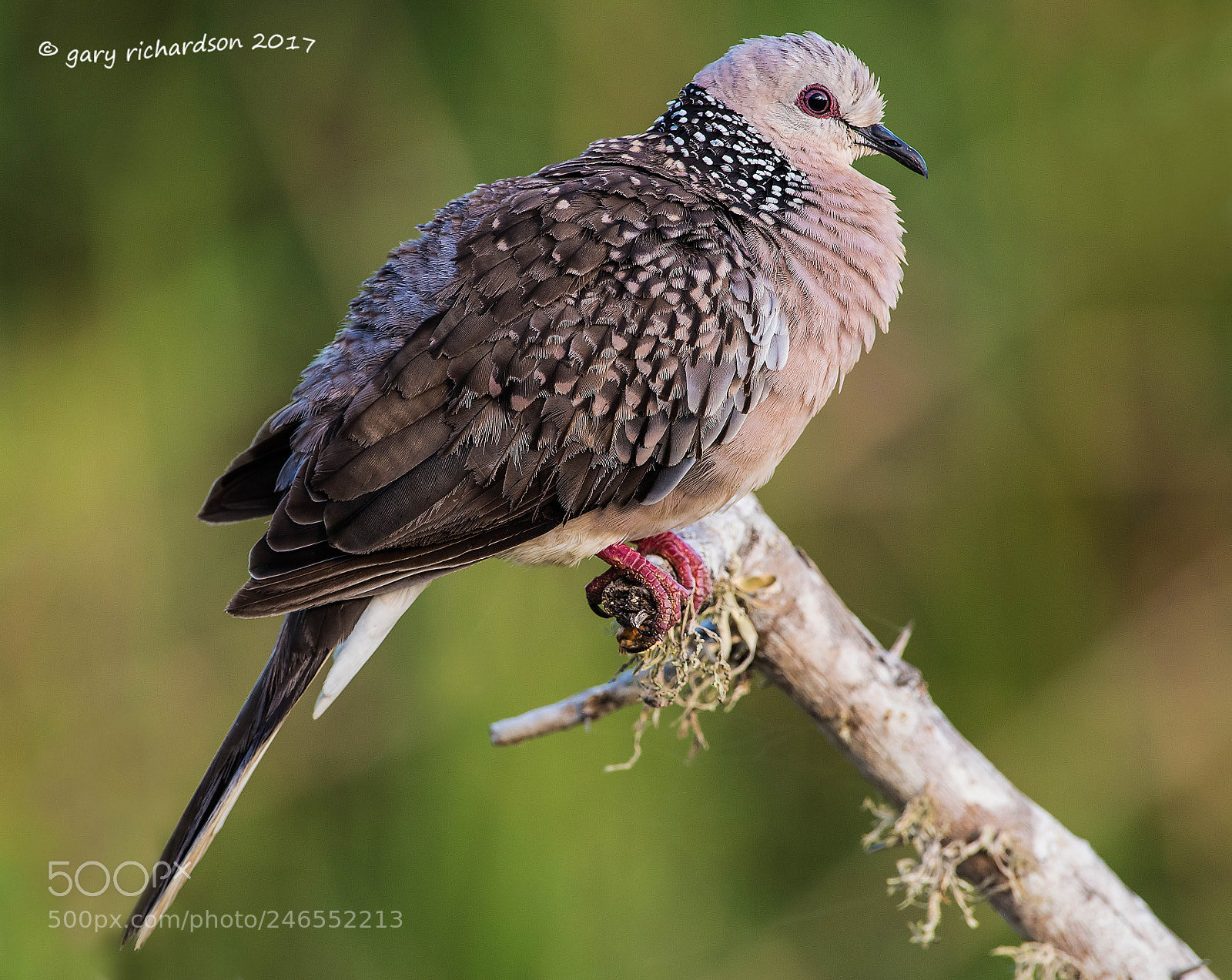Nikon D810 sample photo. Spotted dove sri lanka photography