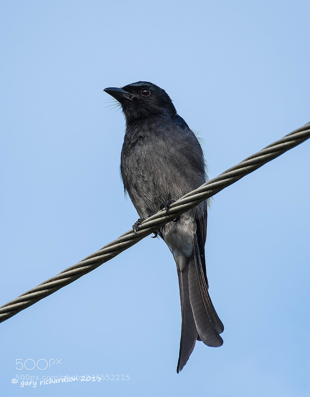 Nikon D810 sample photo. White bellied drongo sri photography