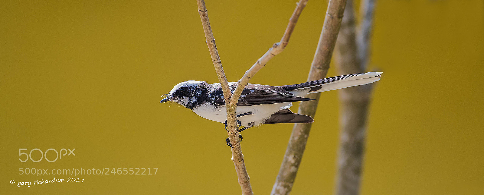 Nikon D810 sample photo. White browed fantail sri photography