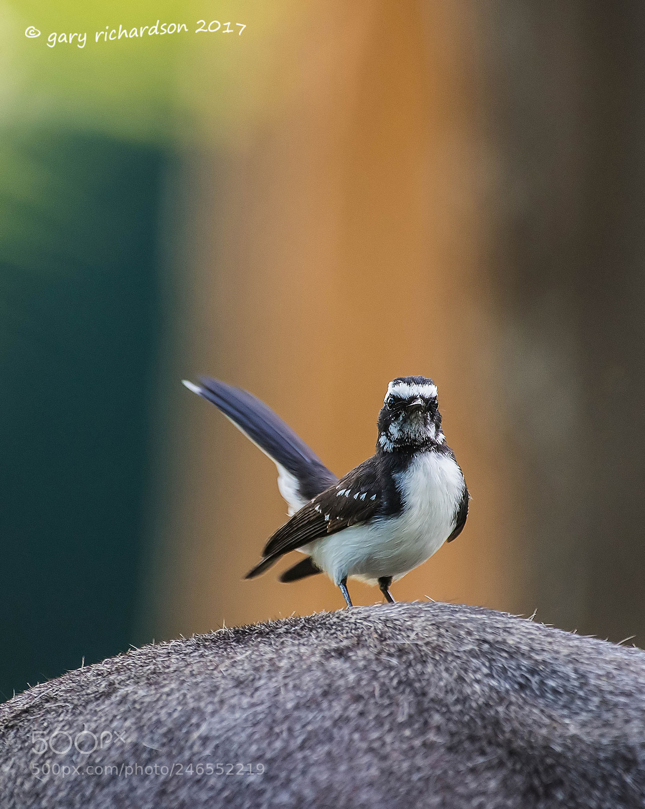 Nikon D810 sample photo. White browed fantail sri photography