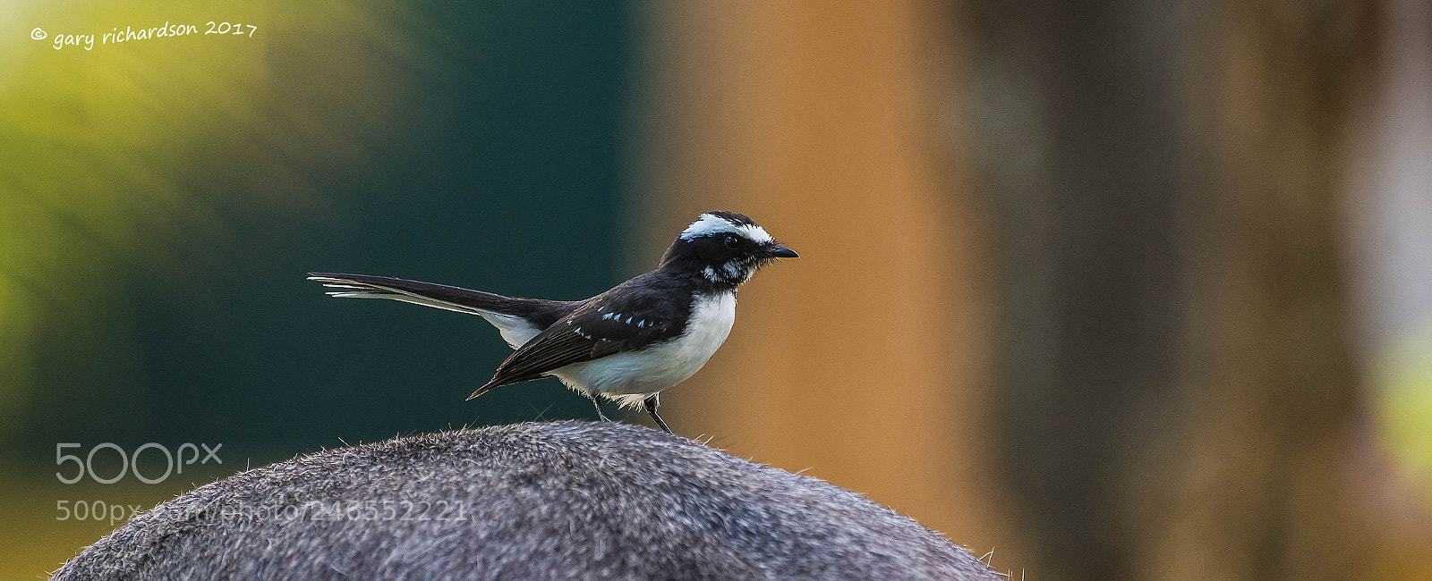 Nikon D810 sample photo. White browed fantail sri photography