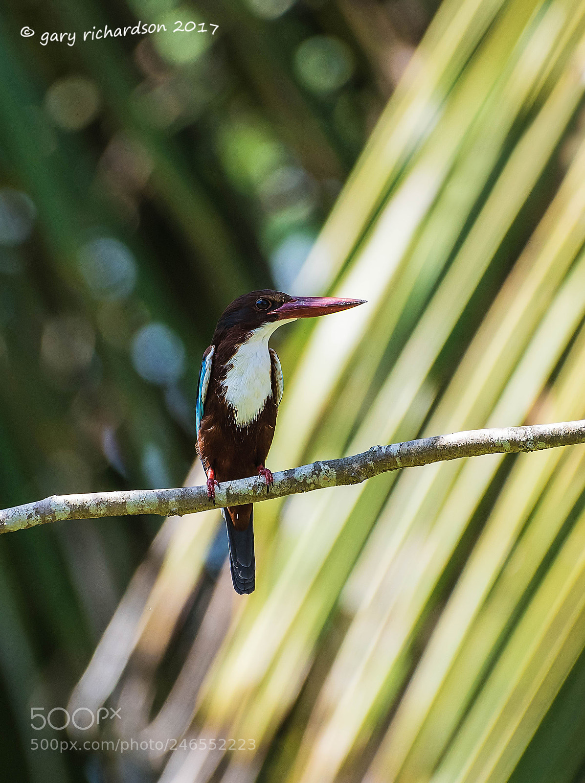 Nikon D810 sample photo. White throated kingfisher sri photography