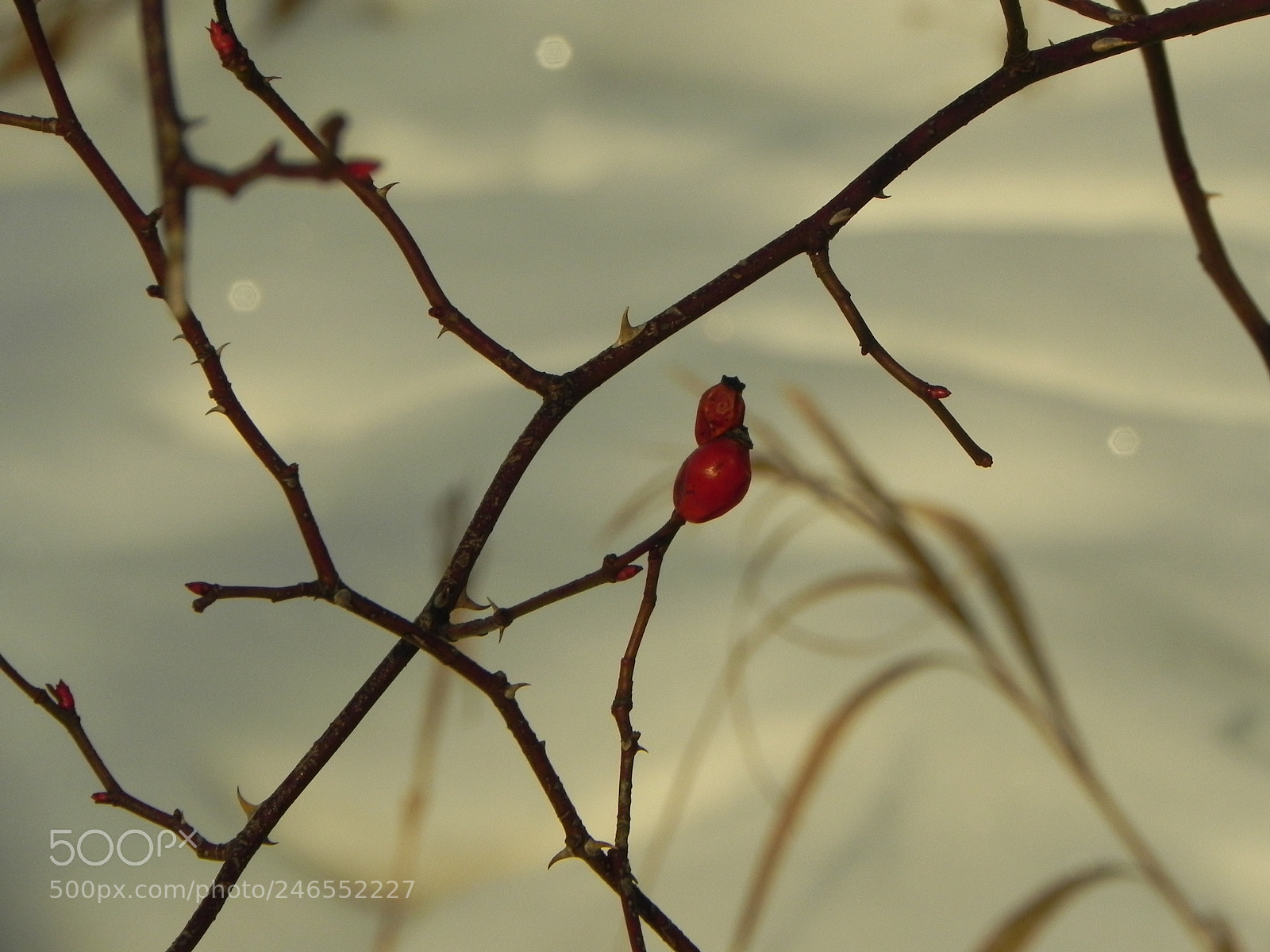 Nikon Coolpix P100 sample photo. Rose hip in winter photography