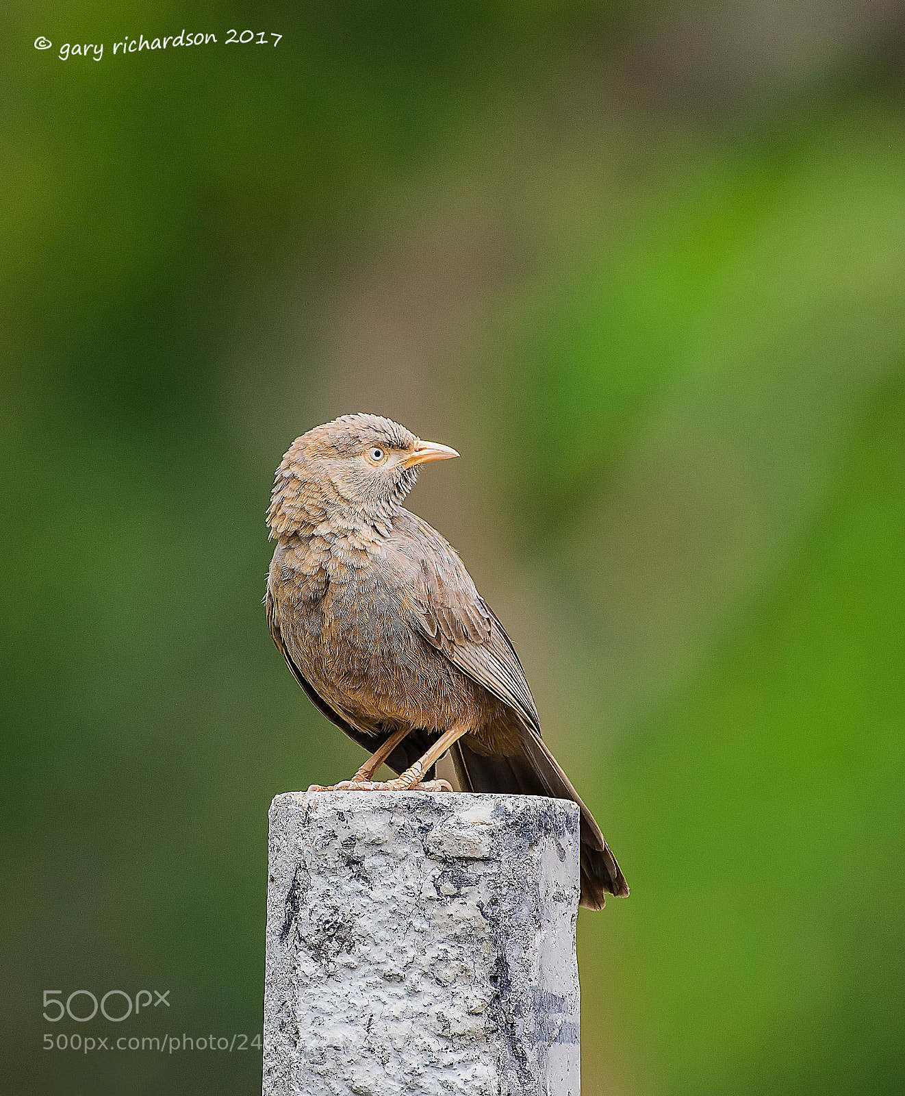 Nikon D810 sample photo. Yellow billed babbler sri photography