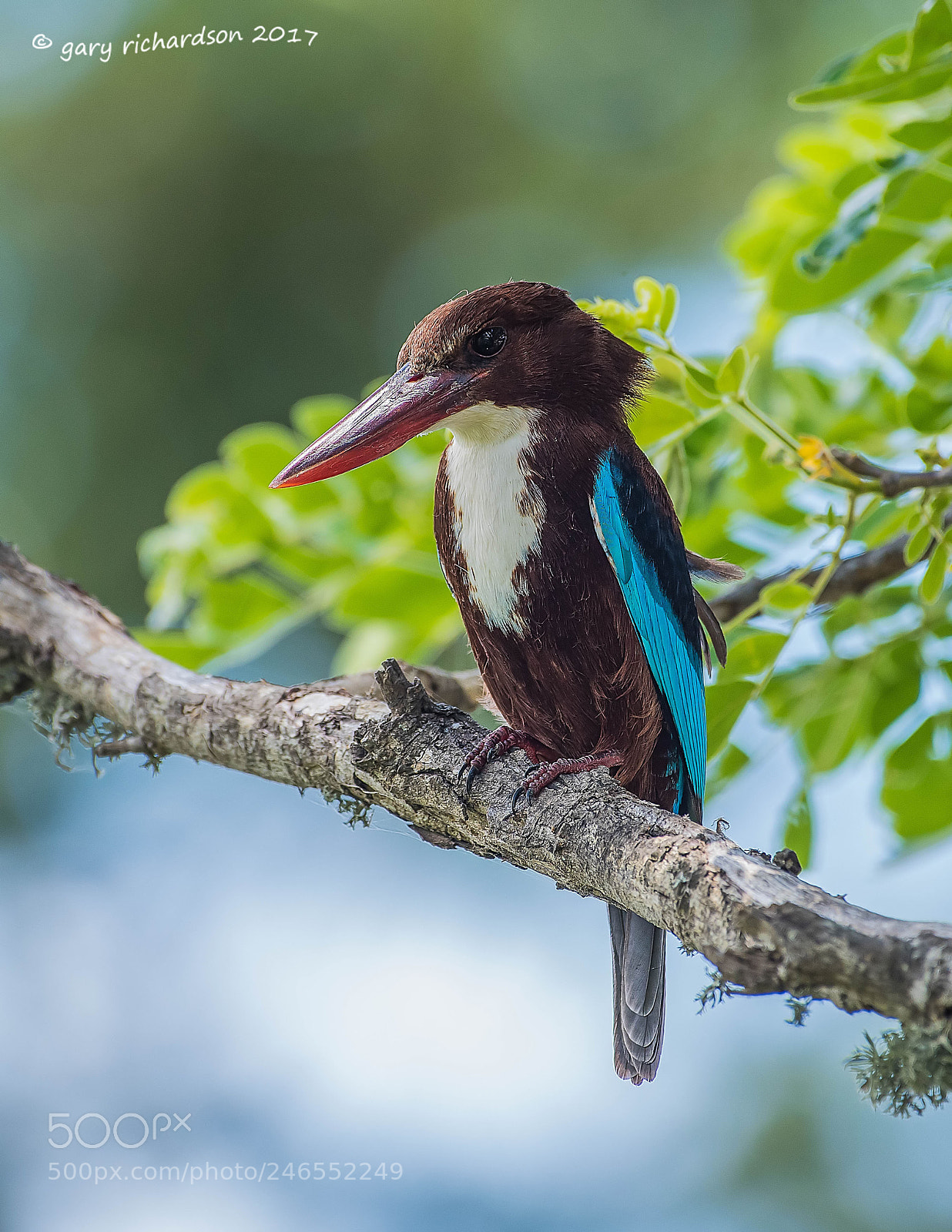 Nikon D810 sample photo. White throated kingfisher sri photography