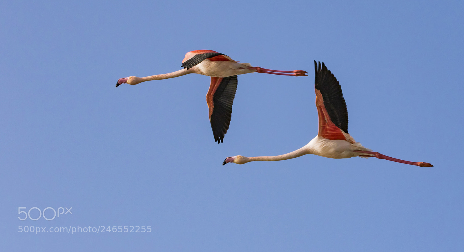 Canon EOS 7D Mark II sample photo. Pink flamingo photography