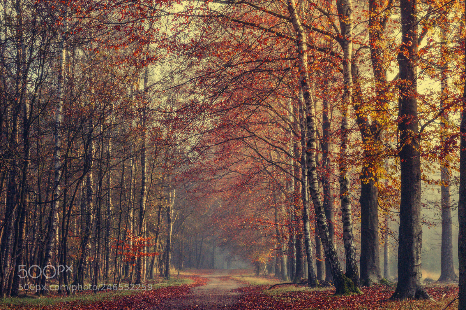 Nikon D300S sample photo. Last leaves photography