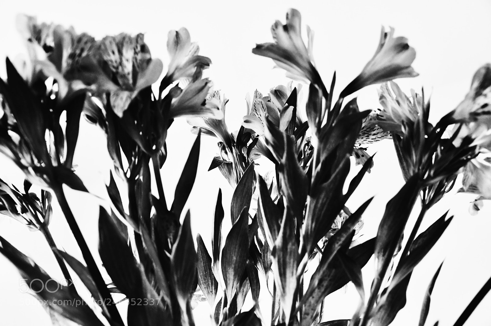 Nikon D7500 sample photo. Flowers. photography