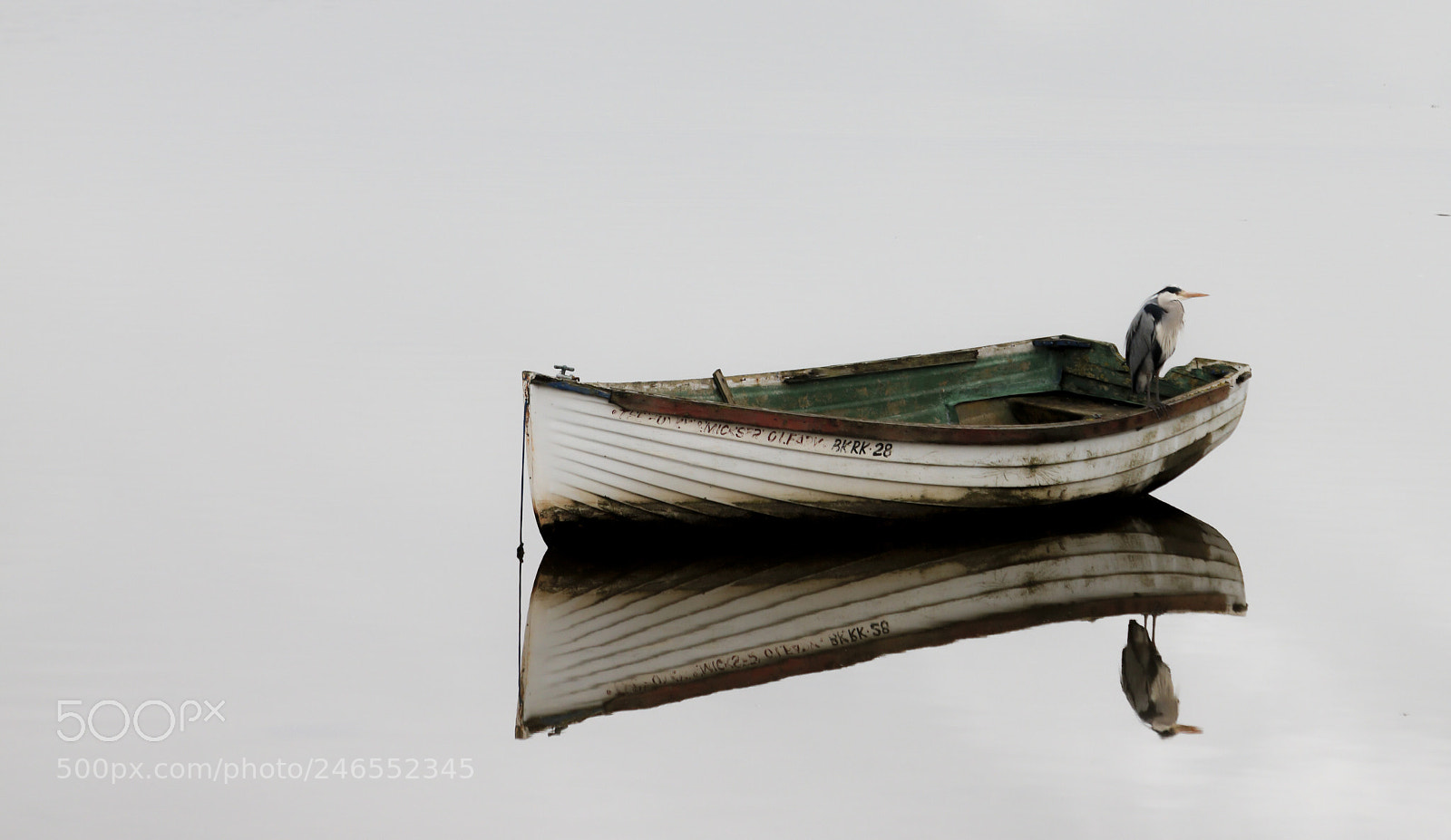 Canon EOS 5DS R sample photo. Heron  cork harbour, ireland photography