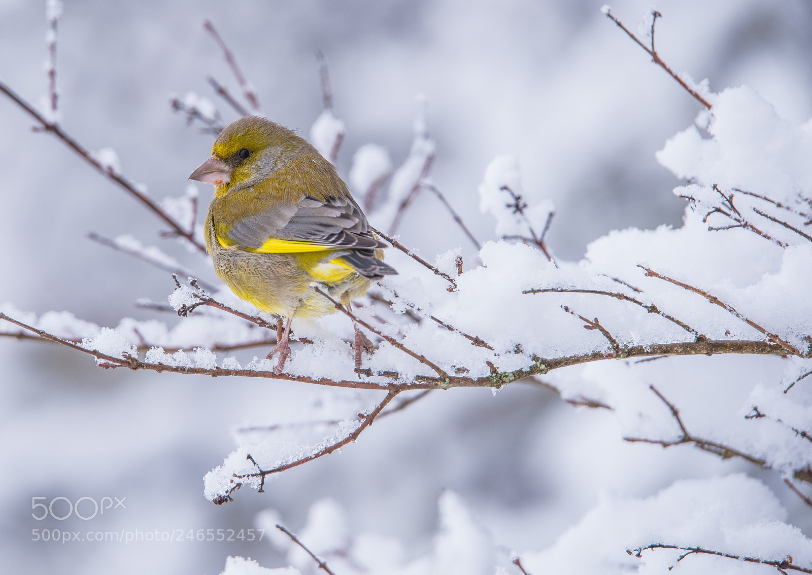 Nikon D810 sample photo. Nieve photography