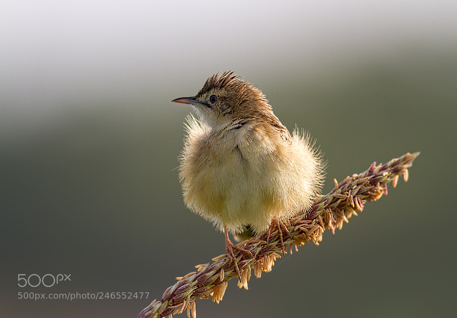 Canon EOS 7D sample photo. Zitting cisticola.... photography