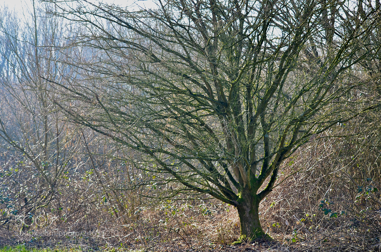 Nikon D5100 sample photo. Preparation as is, being photography