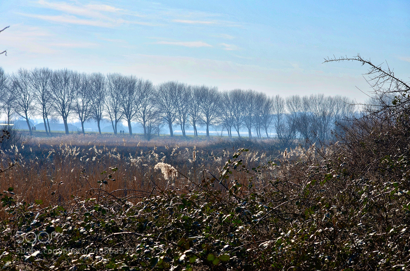 Nikon D5100 sample photo. Lining up for spring photography
