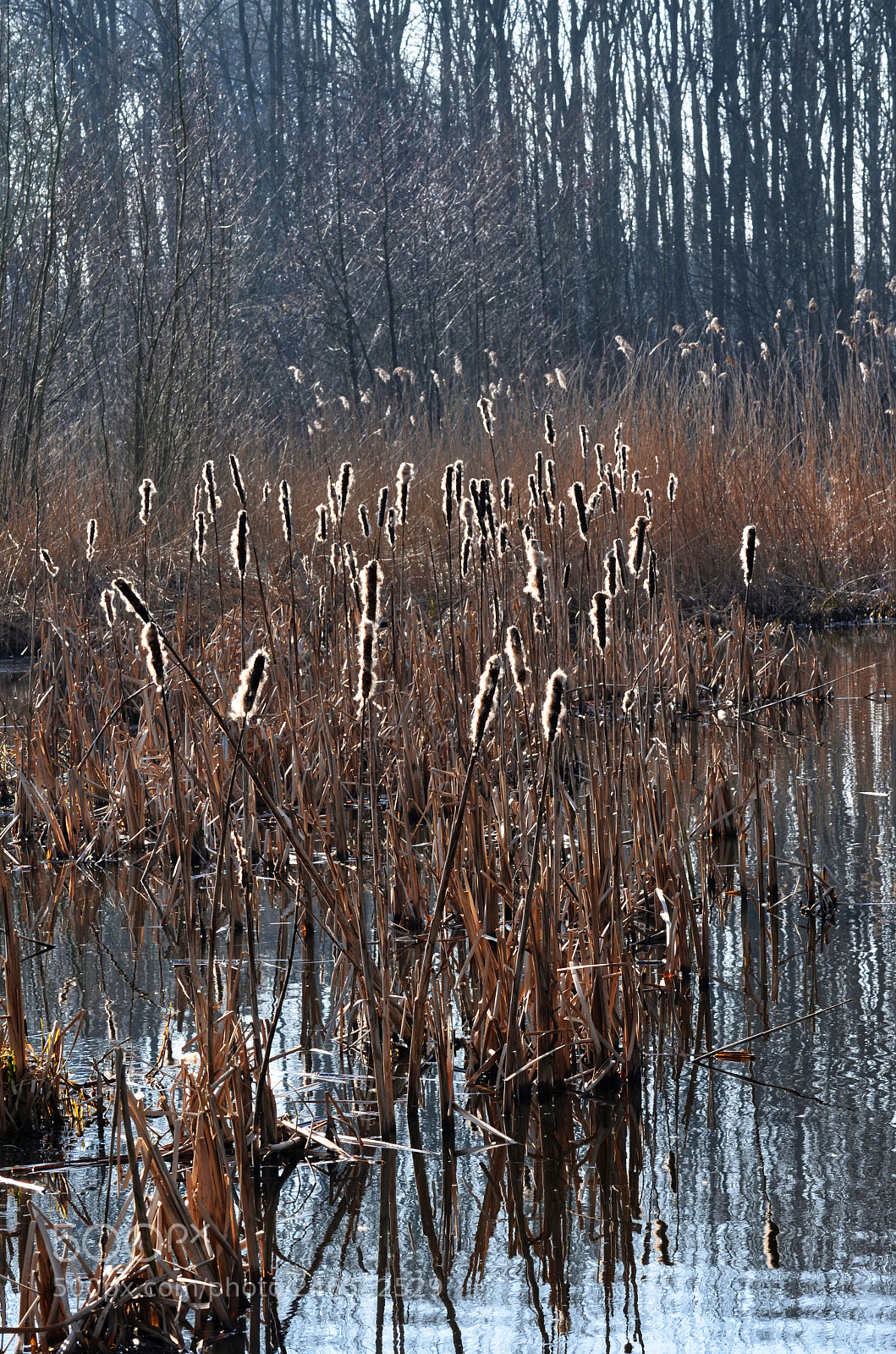 Nikon D5100 sample photo. Reed preparing for spring photography