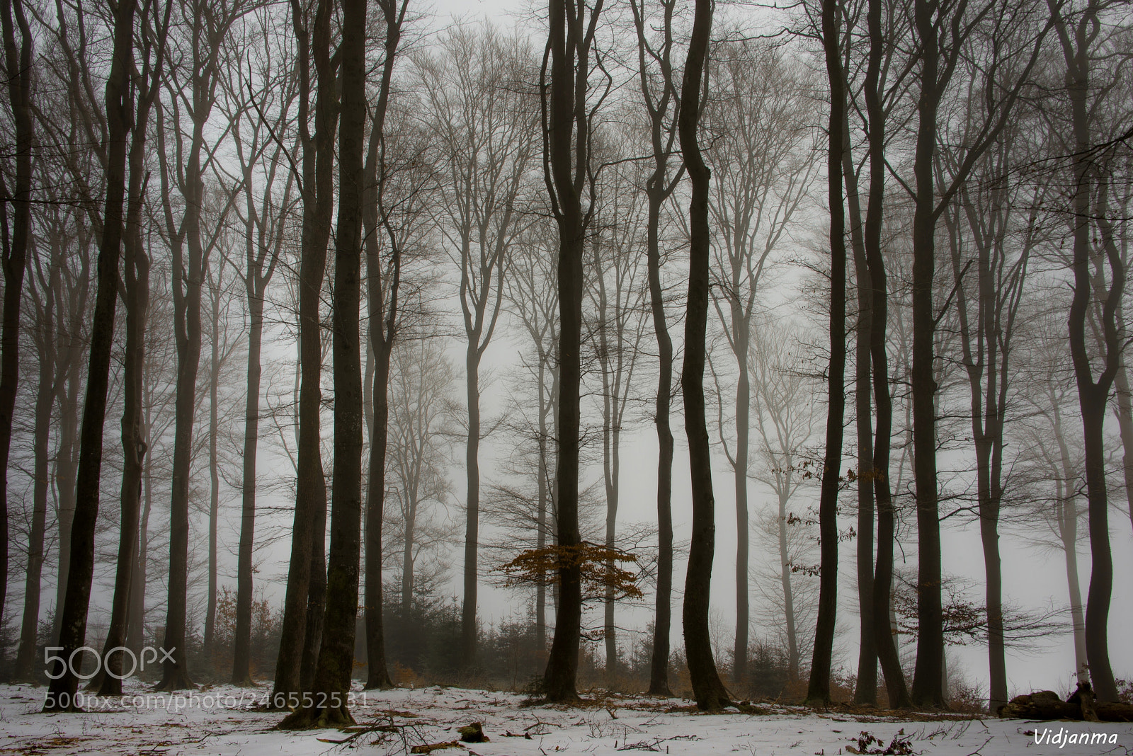Nikon D610 sample photo. Winter is going away photography