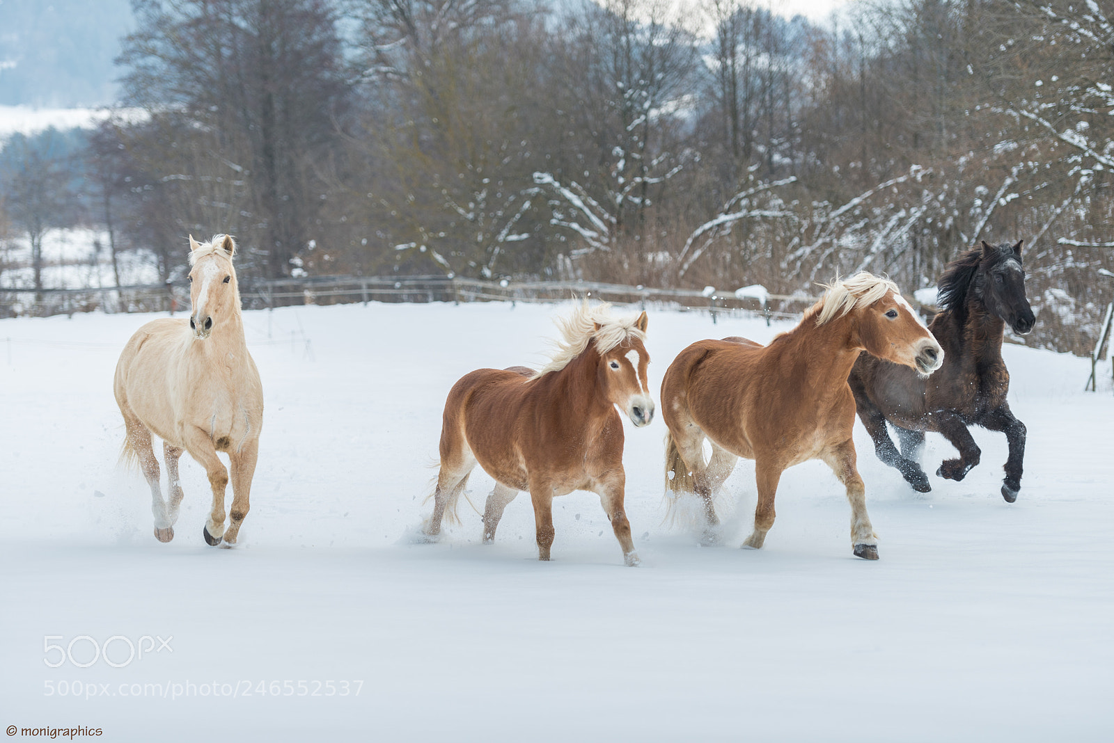 Nikon D750 sample photo. Running horses photography