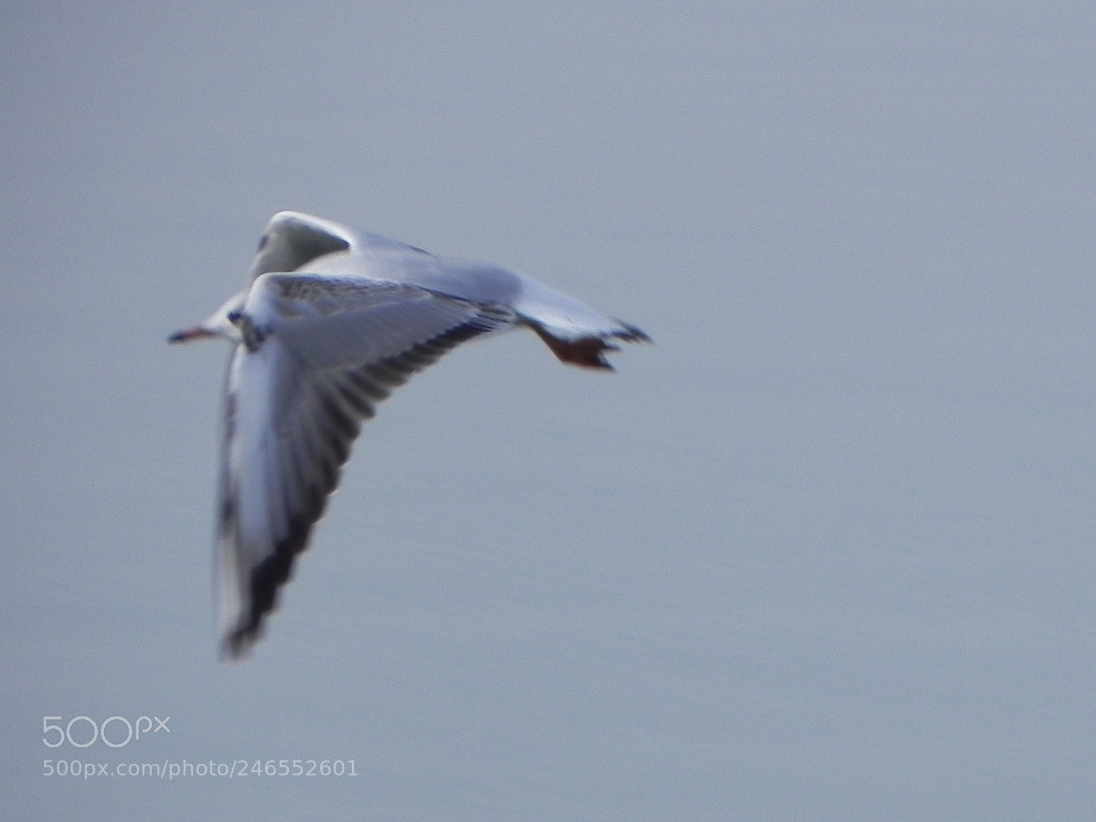 Nikon Coolpix P100 sample photo. Flying seagull photography