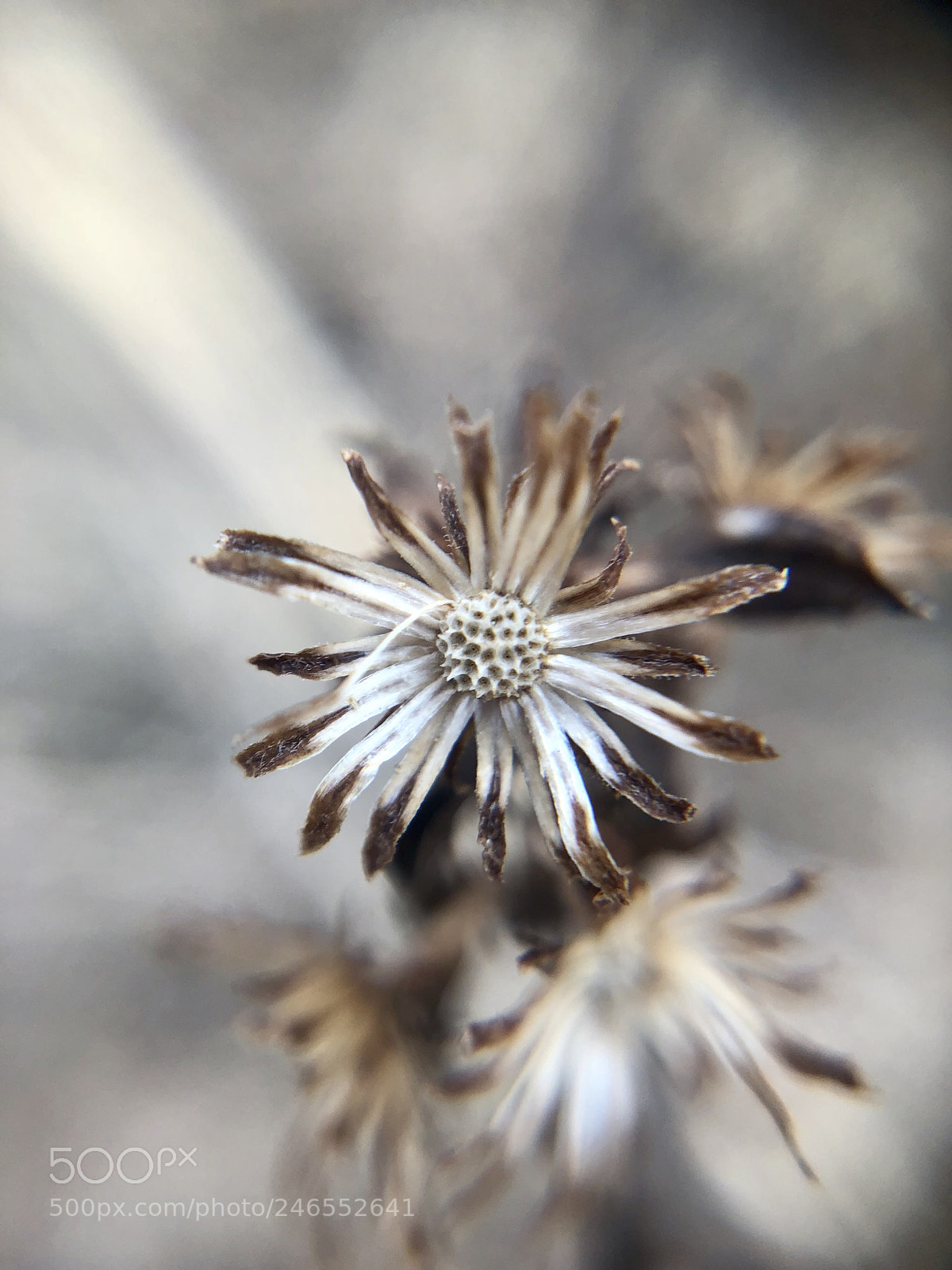 Apple iPhone X sample photo. Untitled photography