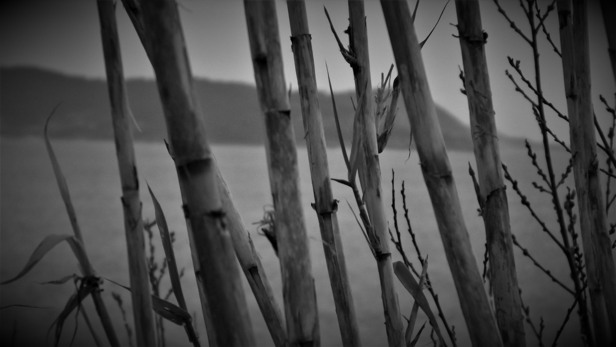 Fujifilm FinePix SL245 sample photo. Bambu photography