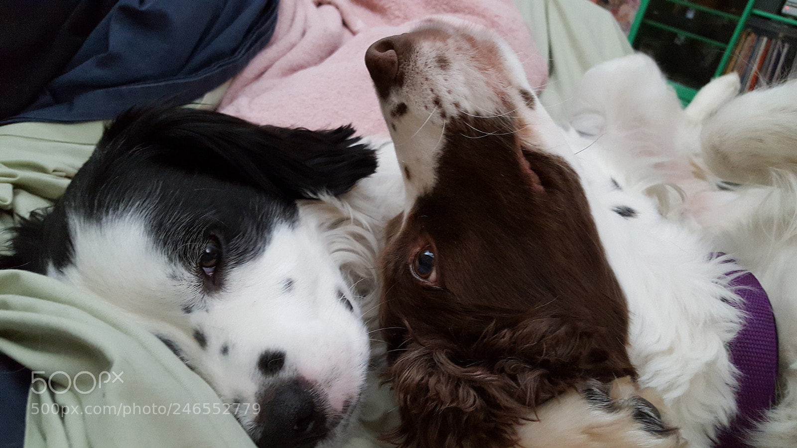 Samsung Galaxy S6 sample photo. Hannah & vinnie, bed buddies photography