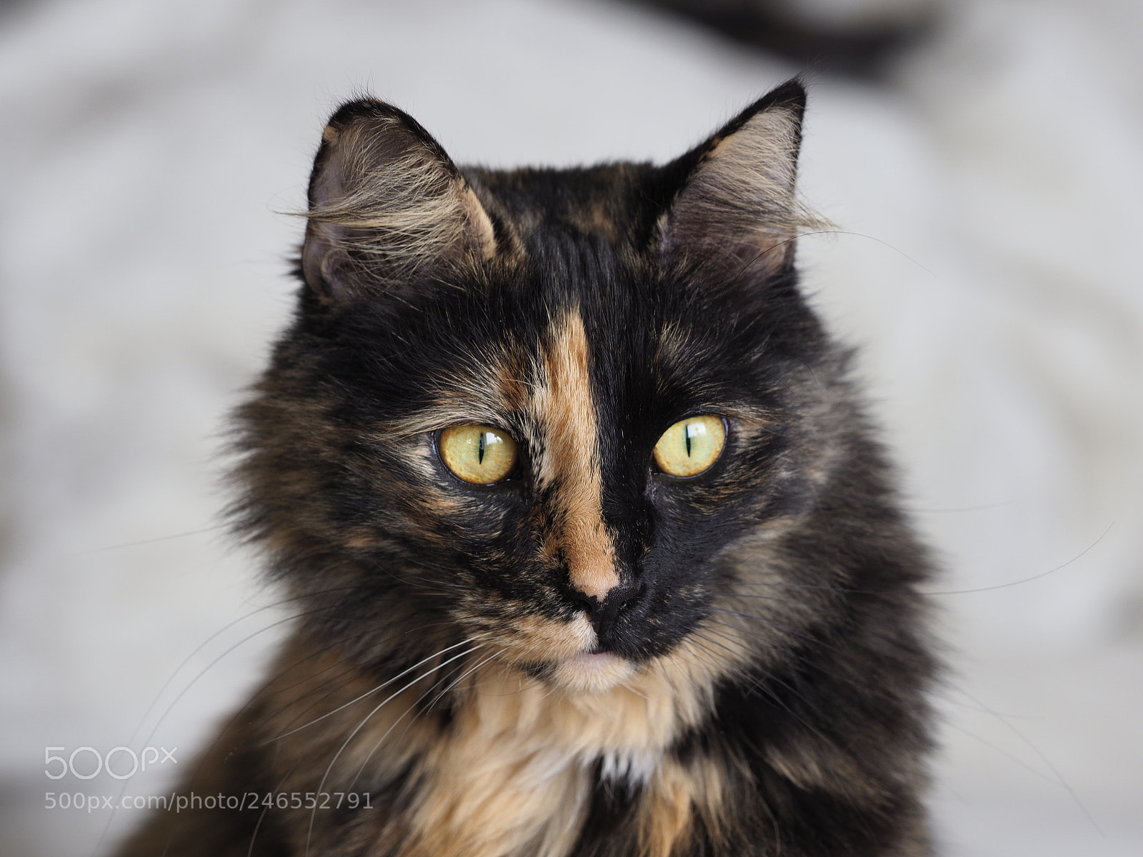 Olympus OM-D E-M1 Mark II sample photo. Nali, norwegian forest cat photography