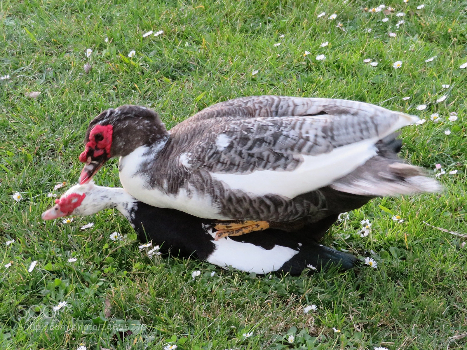 Canon PowerShot SX720 HS sample photo. Mating ducks photography