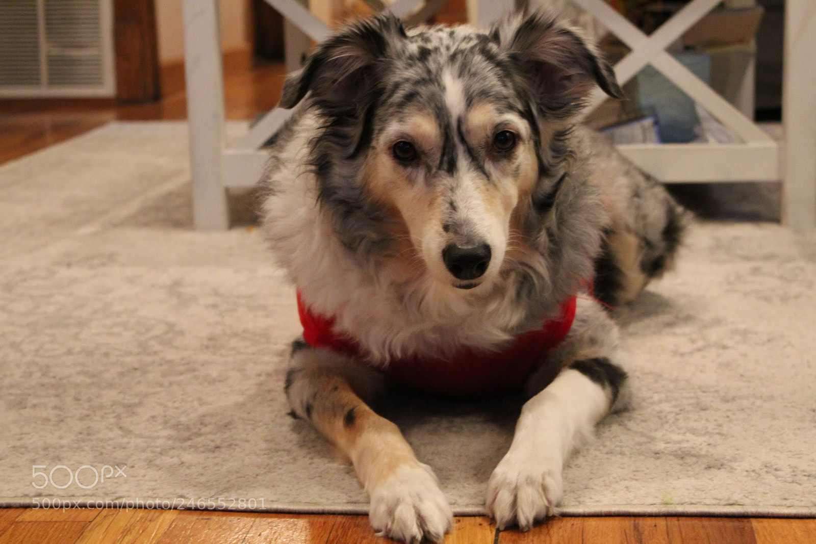 Canon EOS 1300D (EOS Rebel T6 / EOS Kiss X80) sample photo. Cute pup. photography