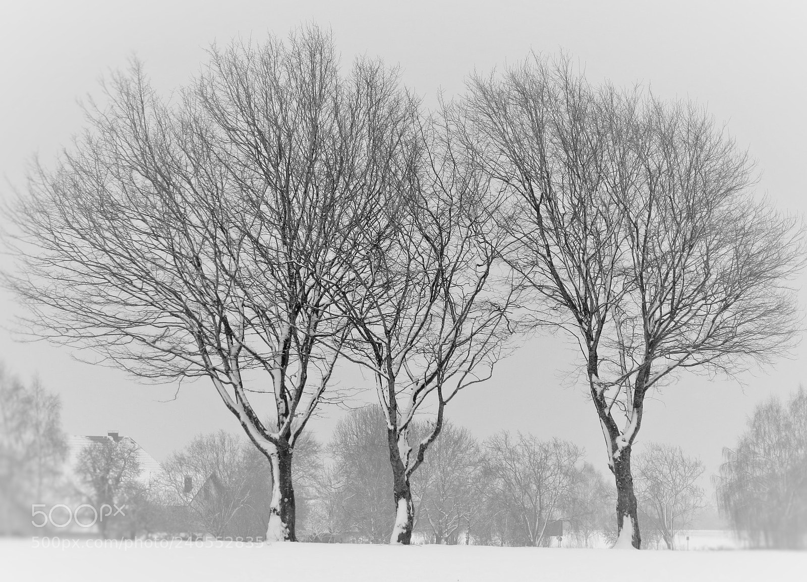 Canon PowerShot SX50 HS sample photo. Three trees in winter () photography