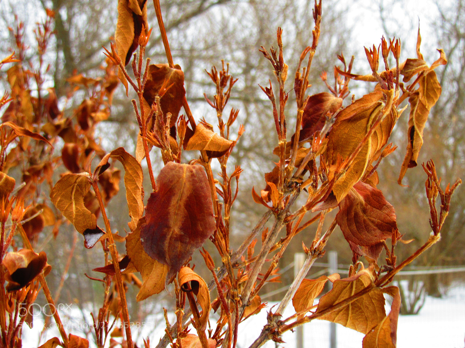 Canon PowerShot SX610 HS sample photo. Winter leaves photography