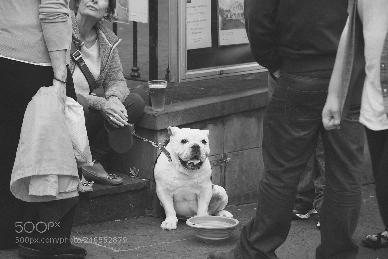 Nikon D810 sample photo. Fleadh dog photography