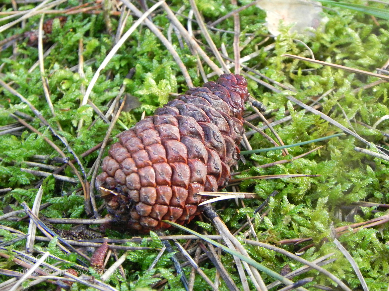 Nikon Coolpix P100 sample photo. Cone on the forest photography