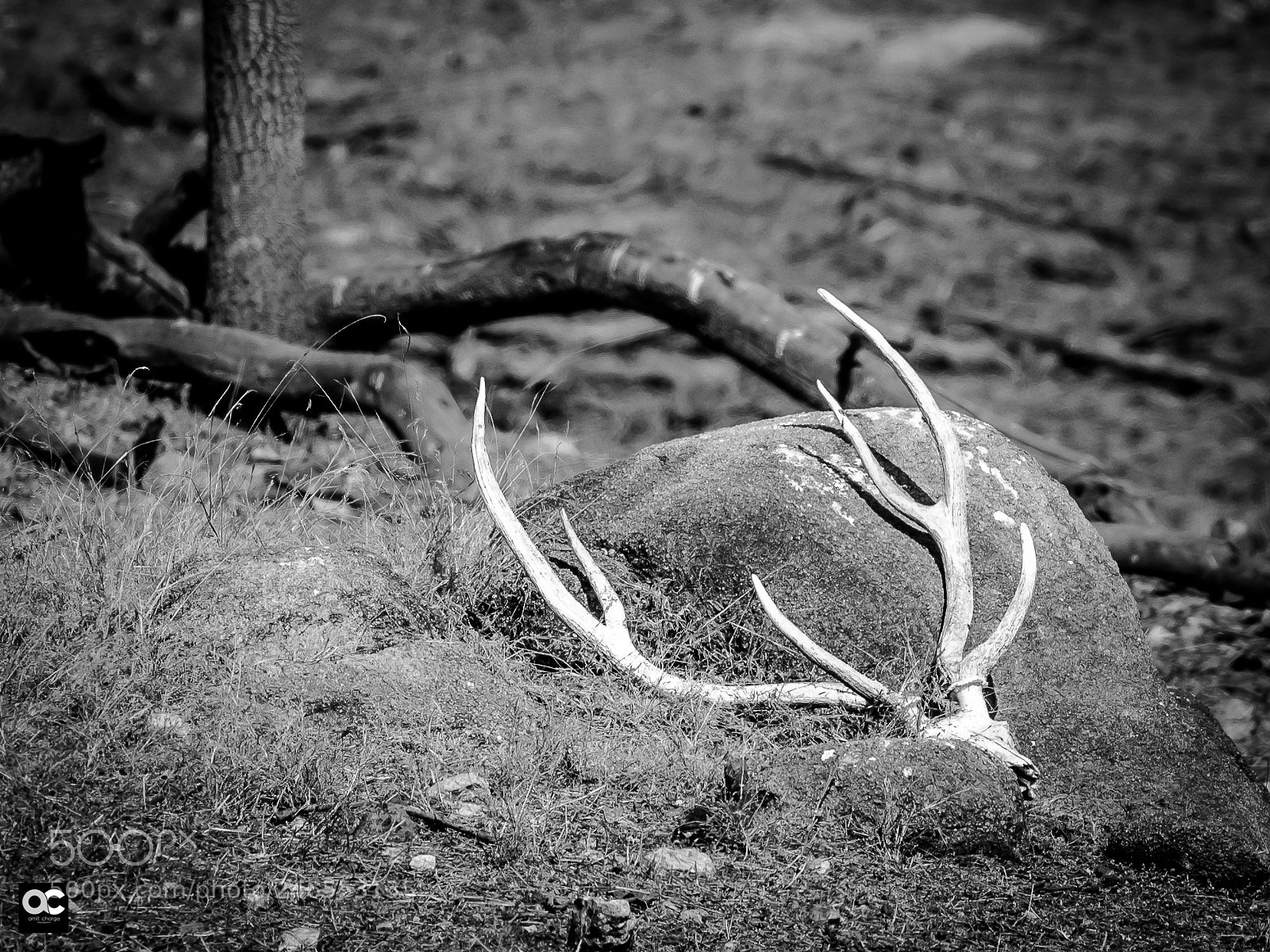 Nikon D5100 sample photo. Life after death photography