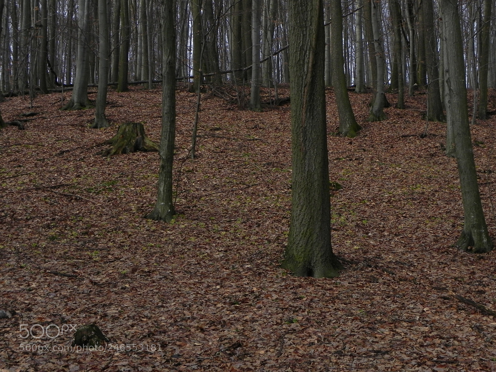 Nikon Coolpix P100 sample photo. Oak forest photography