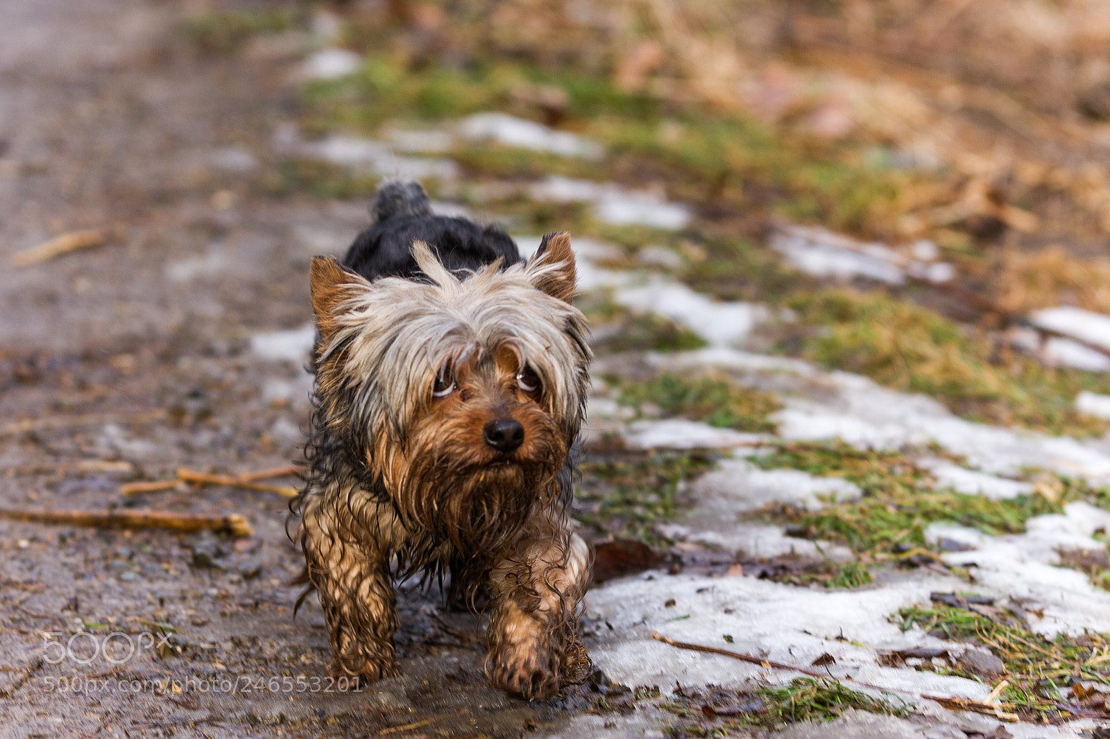Canon EOS 40D sample photo. It's me your dog photography