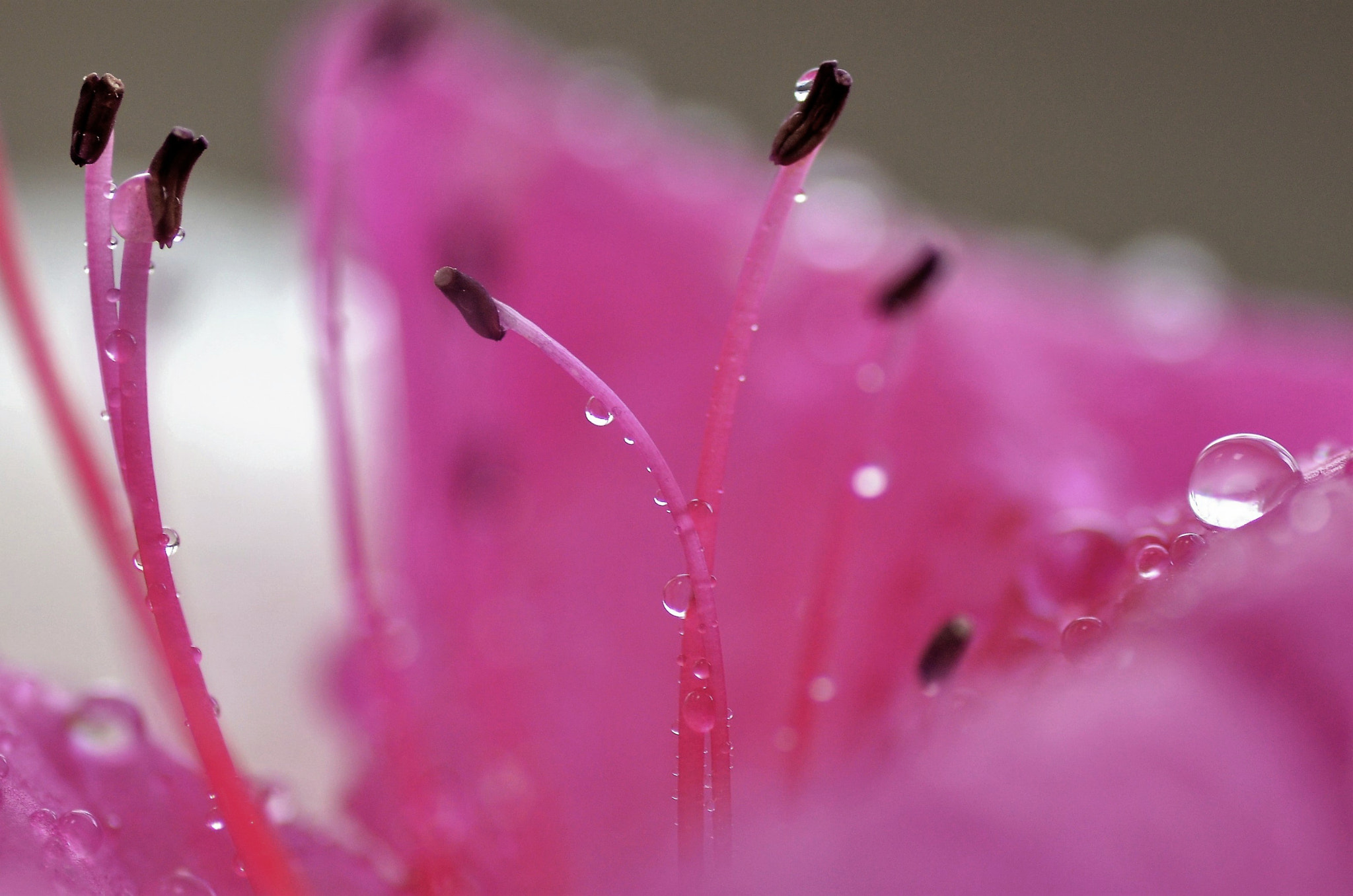 Nikon D5100 sample photo. Raining colors photography