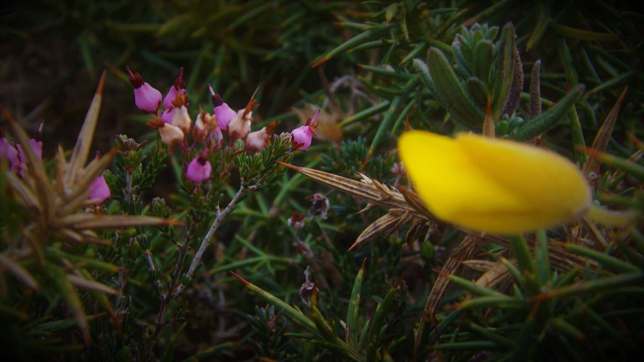 Fujifilm FinePix SL245 sample photo. Micro flower photography