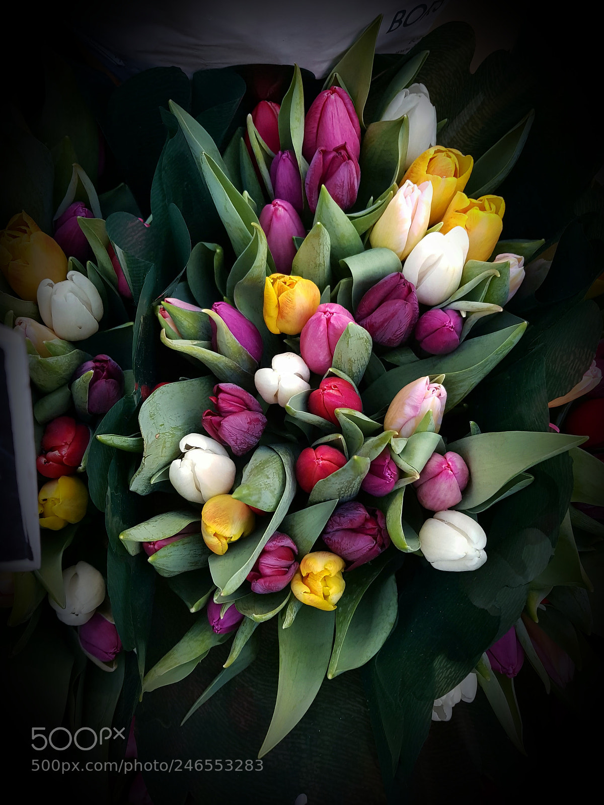 Samsung Galaxy S8 sample photo. Memories from netherlands photography