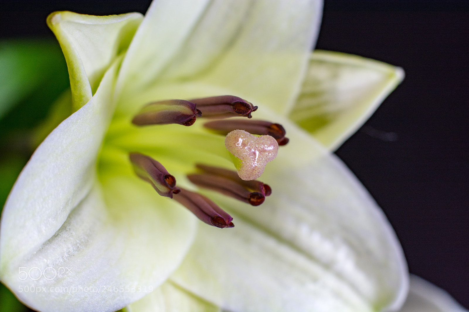 Nikon D7100 sample photo. Small lily-2 photography