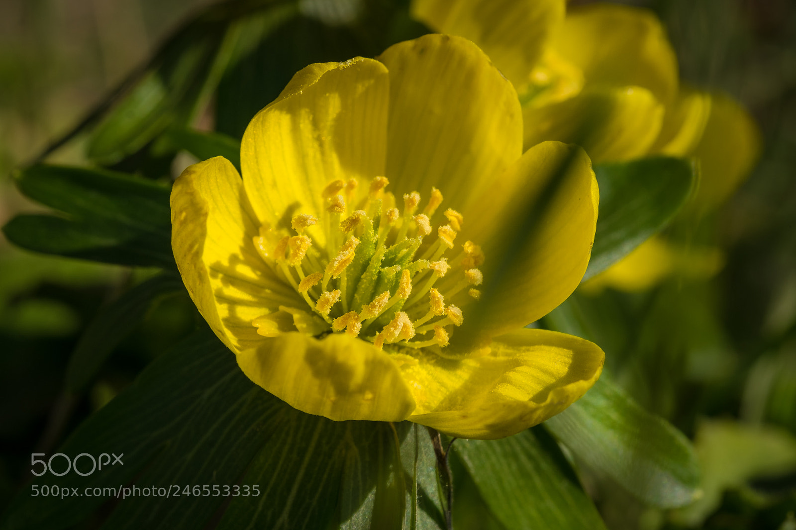 Fujifilm X-T1 sample photo. Winterling (eranthis hyemalis) photography