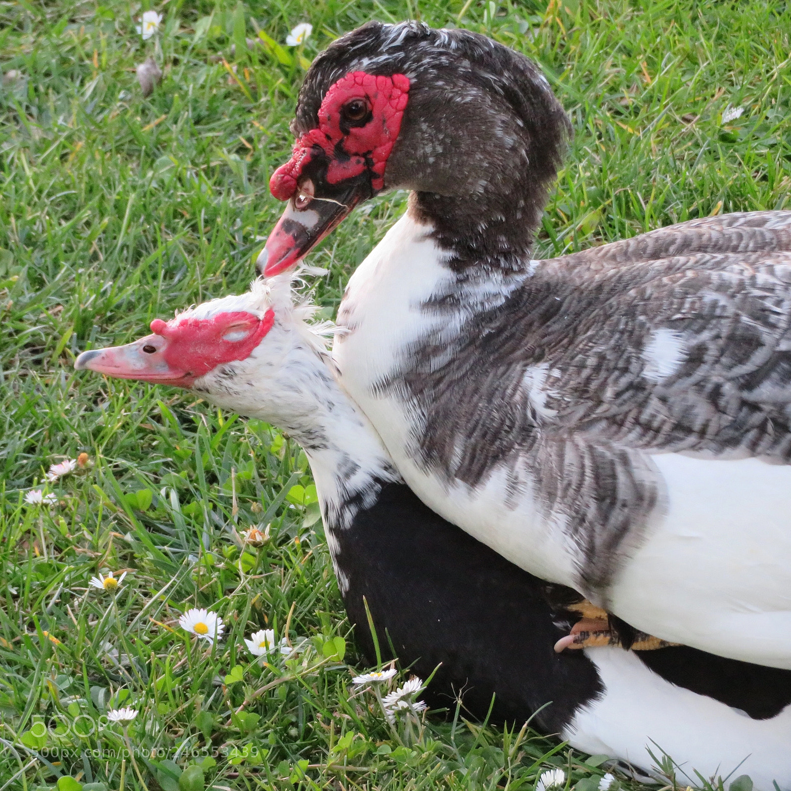 Canon PowerShot SX720 HS sample photo. Mating ritual photography