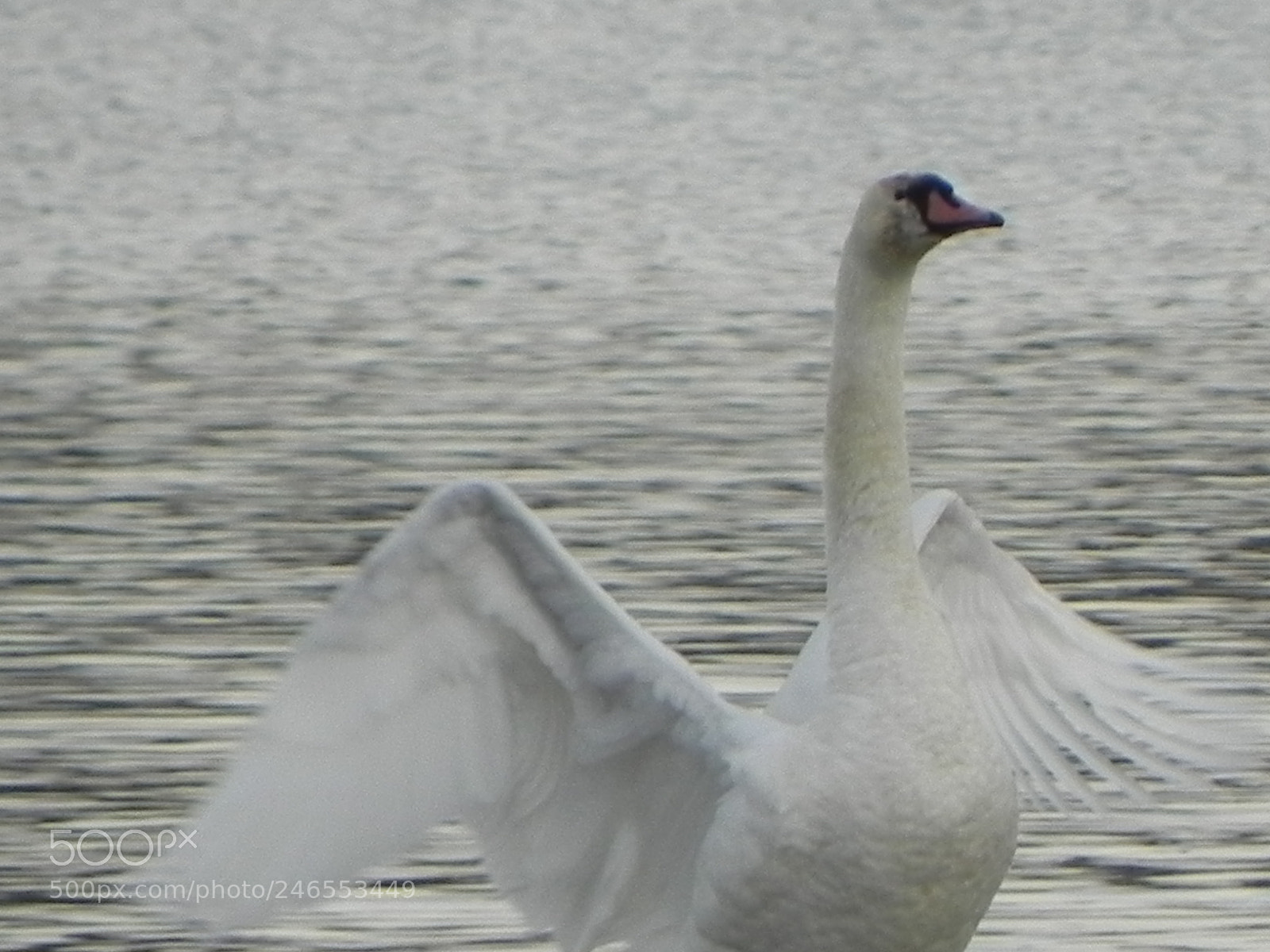 Nikon Coolpix P100 sample photo. Swan spreading its wings photography