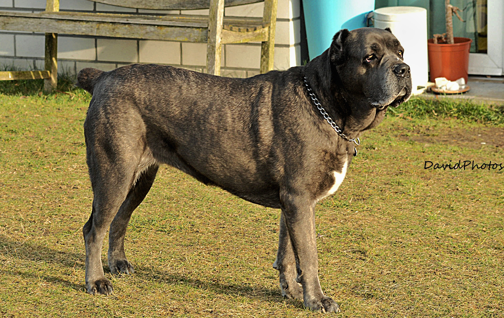 Nikon D2Xs sample photo. Cane corso photography