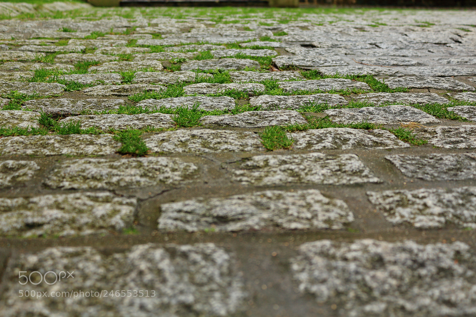 Canon EOS 650D (EOS Rebel T4i / EOS Kiss X6i) sample photo. Grass photography