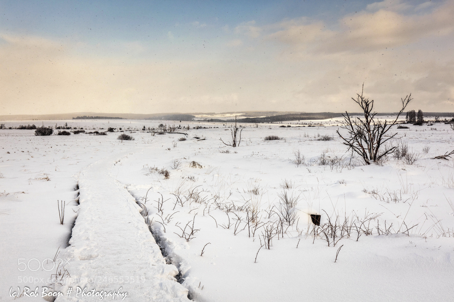 Canon EOS 5DS sample photo. Winter @ hautes fagnes 3 photography