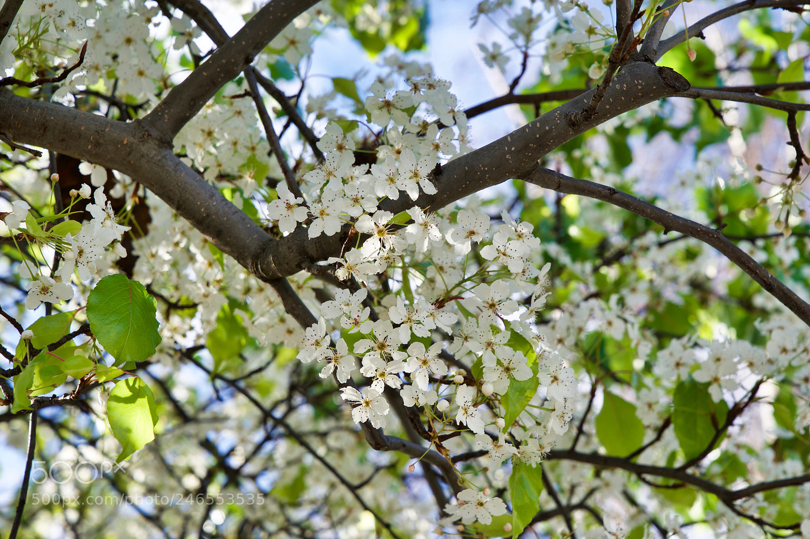 Sony a9 sample photo. You need more photography