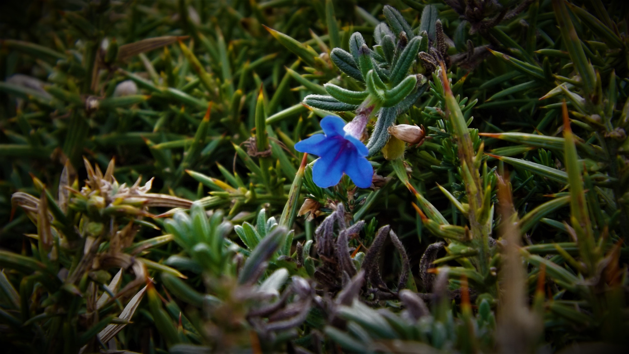 Fujifilm FinePix SL245 sample photo. Blue flower photography